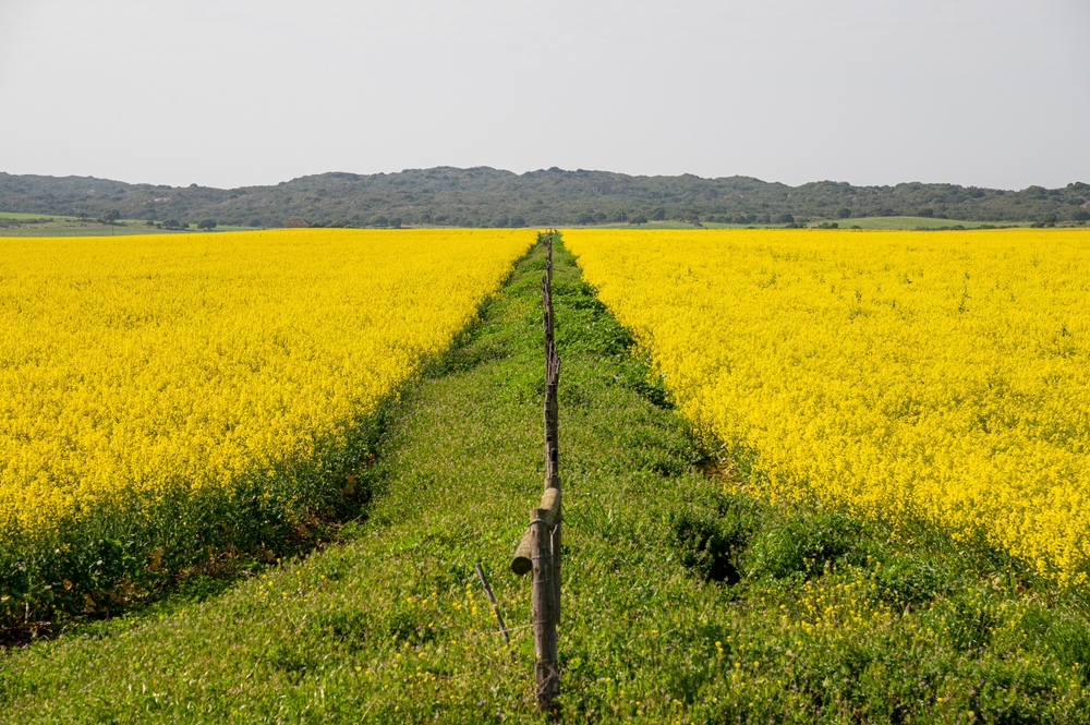 Beautiful yellow canola fields near Witsand in the Overberg region of South Africa. Canola is used in the processing of cooking oil.
