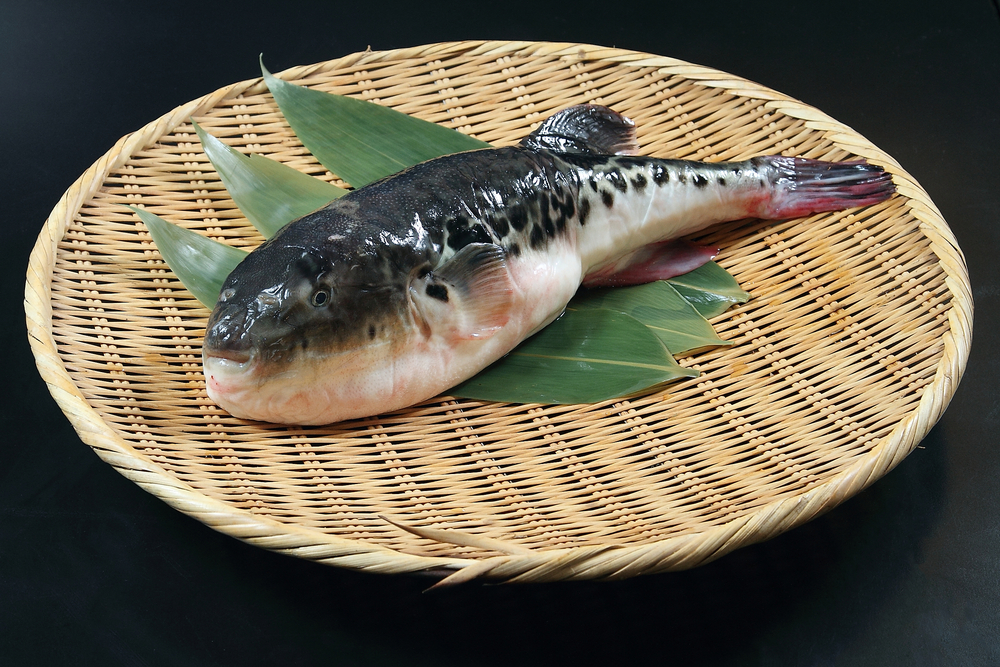 Japanese Fugu Fish (Puffer Fish)
