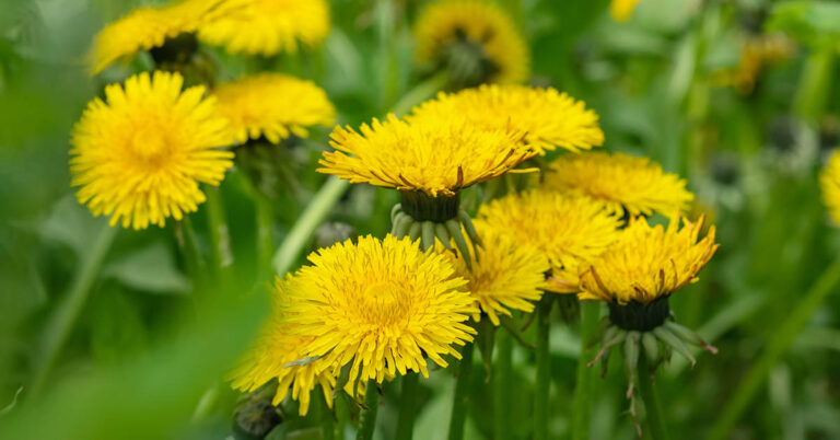 Dandelions Are Not Weeds: 11 Benefits of Dendelion (Liver, Bones, and More) - Featured image