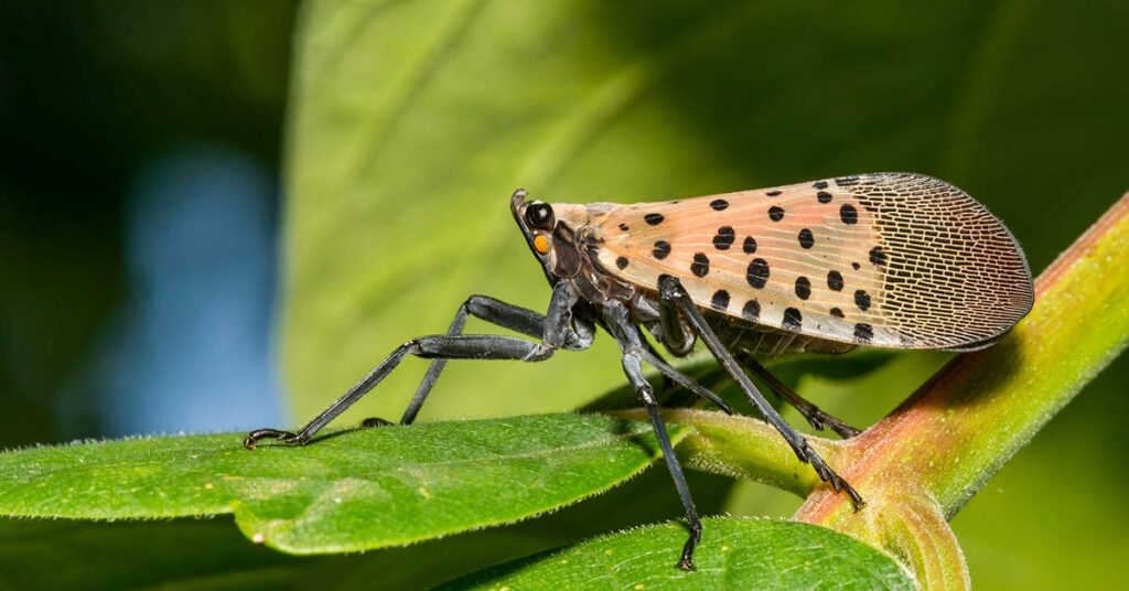 If You See These Insects in Your Yard, Get Rid of Them Immediately - Featured image