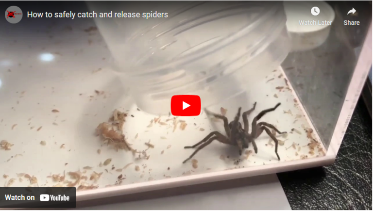 Entomologist Explains How Common House Spiders Can Actually Keep Our ...