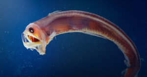 scary looking deep sea creature