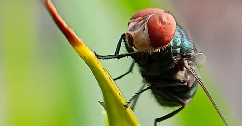 Why The US Drops Millions of Flesh Eating Worms On Central America Almost Everyday - Featured image