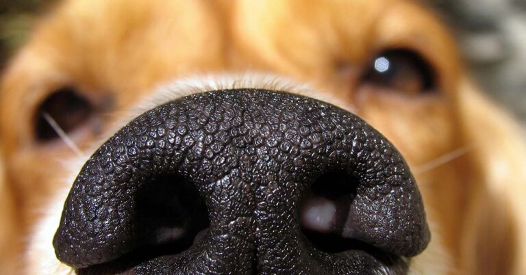 Dogs Can Smell If You’re Stressed or Relaxed and Adjust Their Behavior For You - Featured image