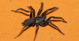 rare spiders