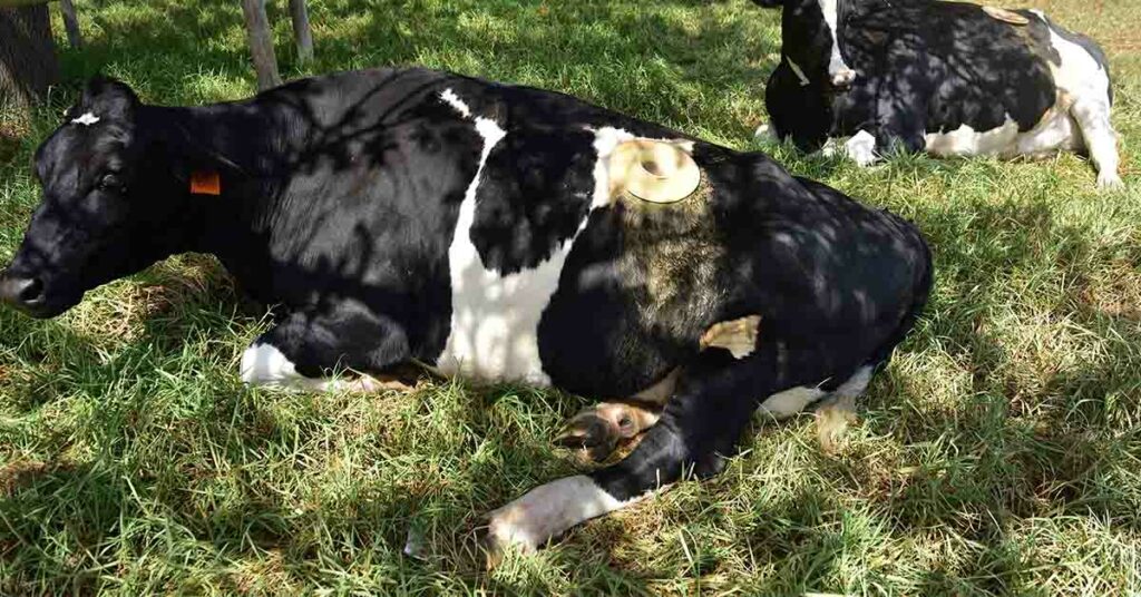 What Are Portholes, and Why Are They Used On Cows? - Featured image