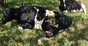 Dairy cow with porthole laying down in grass