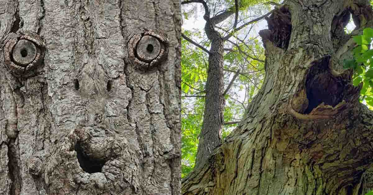 Pareidolia: Why Do We See Faces in Everyday Objects? : The Hearty Soul