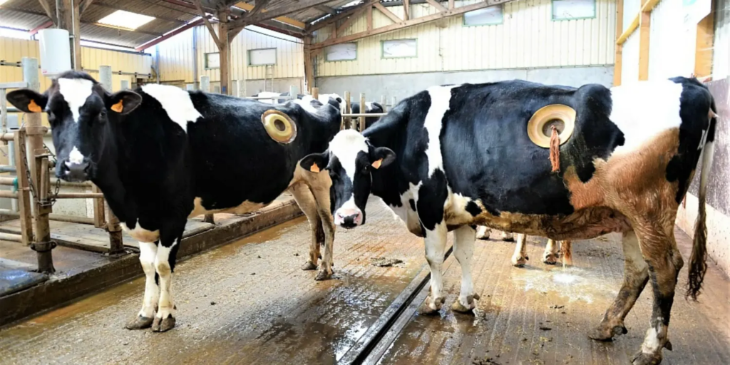 The practice of creating portholes into cows is said to date back as early as the 1920s.