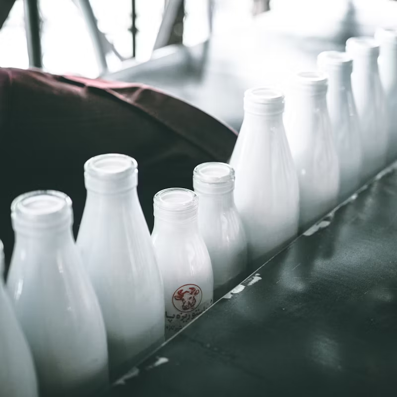 Bottles of milk on a factory line