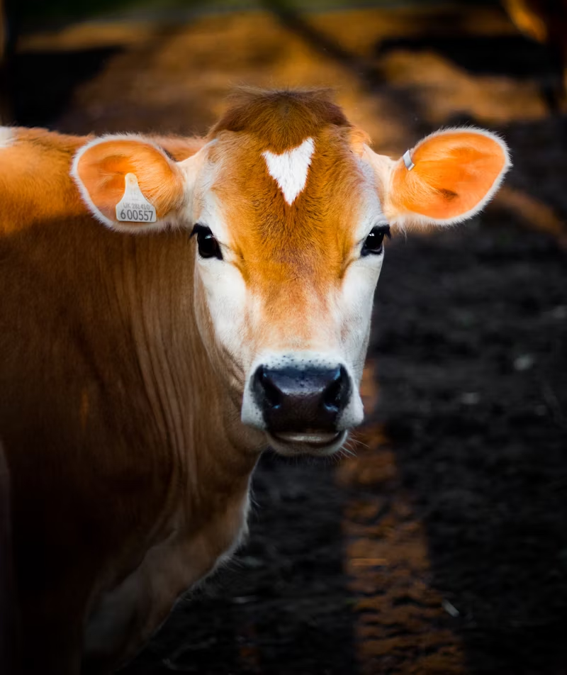 cow facing the camera