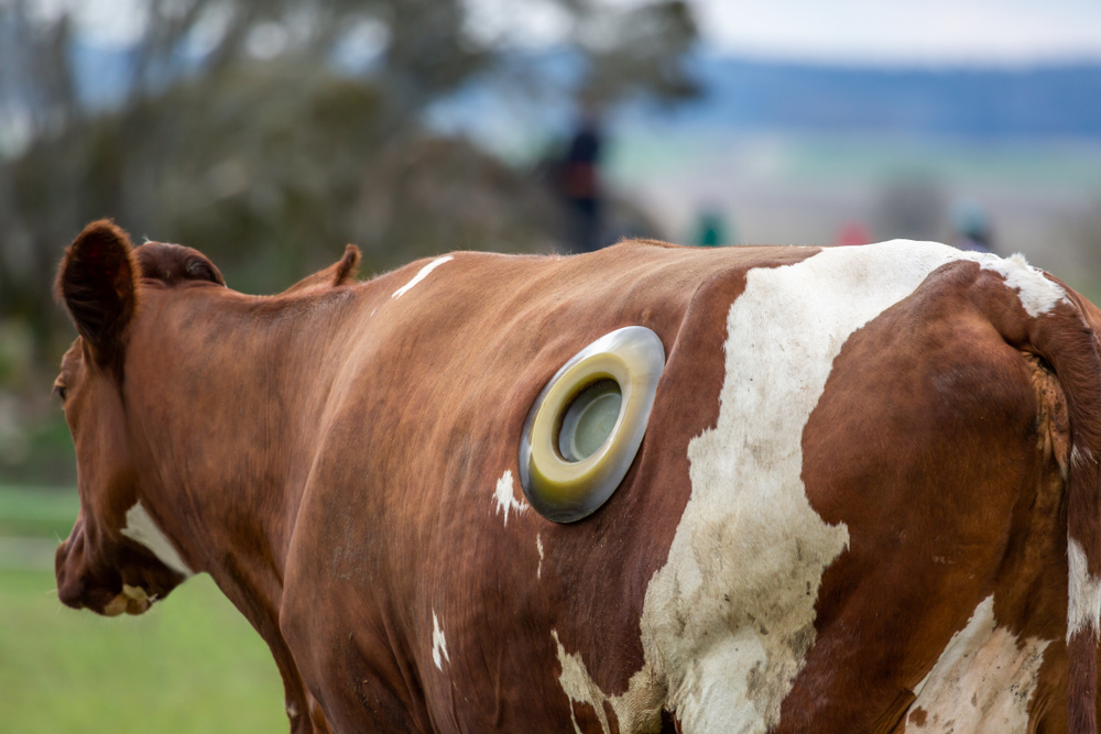 Veterinary treatment of cattle. Outdoor back view of brown and white cow with a rumen fistula hole on the side due to indigestion issue.