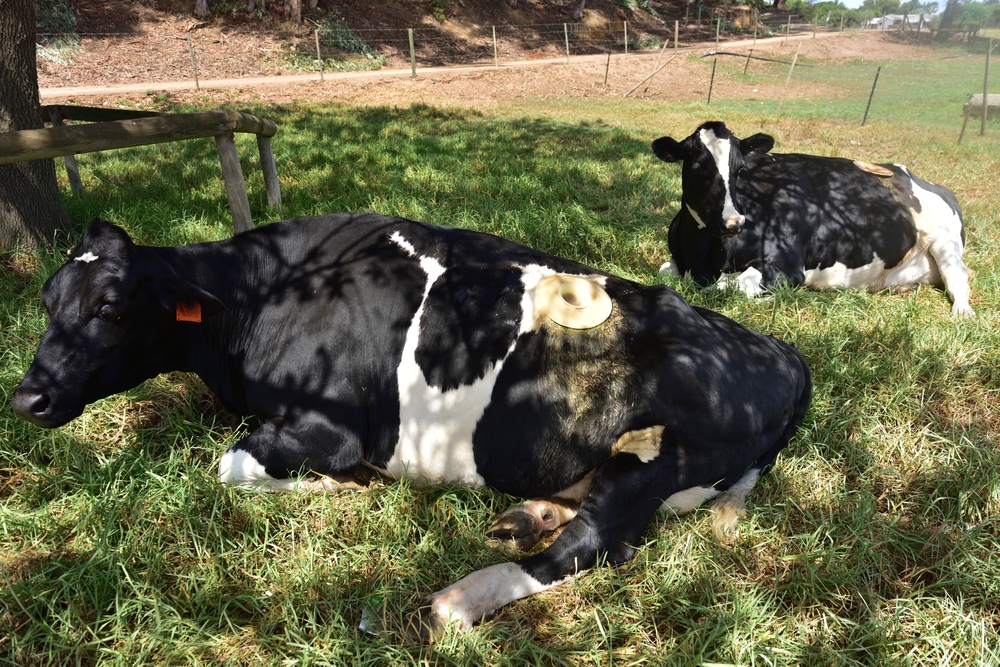 Cows with cannulas which act as porthole-like devices that allow access to the rumen of a cow, to perform research and analysis of the digestive system