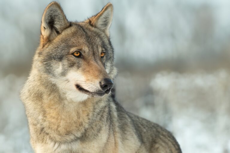 Hunter Kills First Gray Wolf Seen In Lower Peninsula Of Michigan For ...