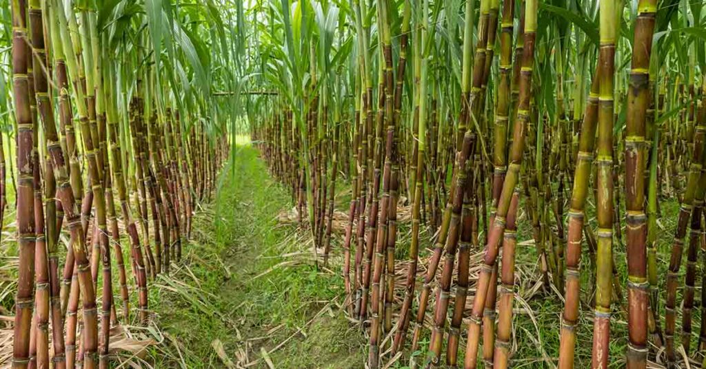 Over 90% of The Cars Sold In This Country Are Fueled Using Sugarcane - Featured image