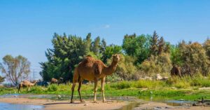 Sahara Desert oasis with camel and greenery
