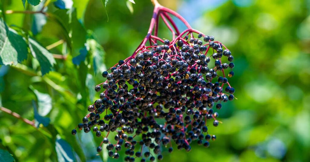10 Benefits of Elderberry (Immune System, Heart Health, and More) - Featured image