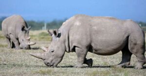 Rhino lost to extinction