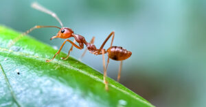 Ants Can Help Make Yogurt Using Ancient Technique Ant on a leaf