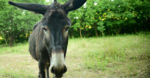 Donkey Saved From Floodwaters Says ‘Thank You’ In The Most Hilarious Way Donkey standing in grassy area