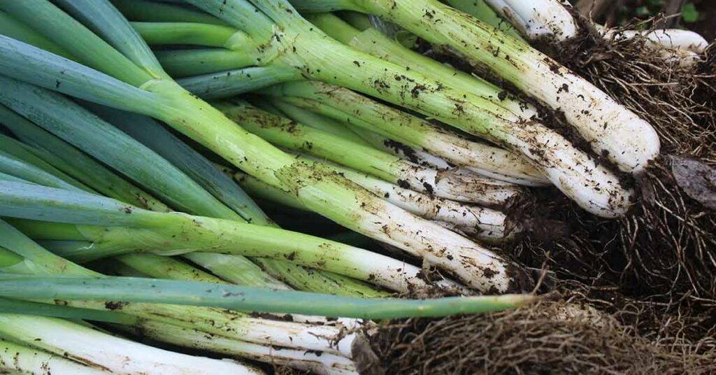 Green Onions Recalled at Trader Joe’s and Other Stores Due To Salmonella Risk - Featured image