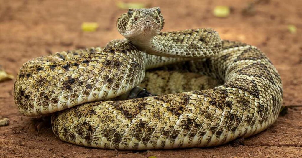 Top 10 Biggest Snakes in The United States - Featured image
