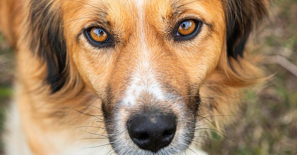 Scientists Believe Dogs Are Entering a New Phase In Their Evolution - Featured image