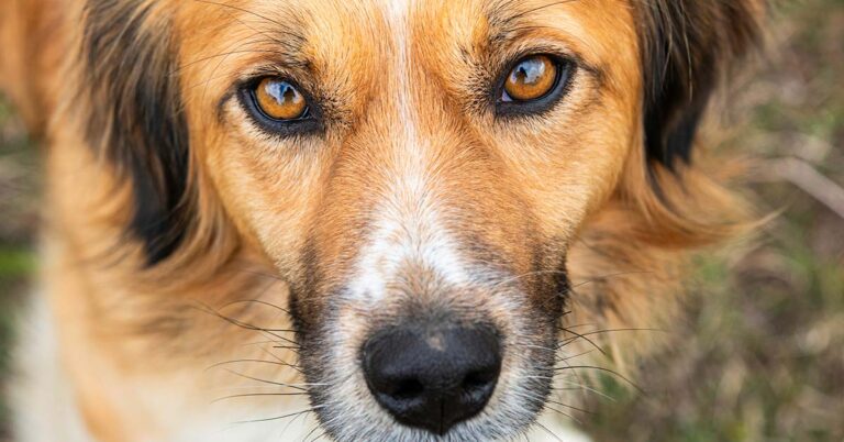 Scientists Believe Dogs Are Entering a New Phase In Their Evolution - Featured image
