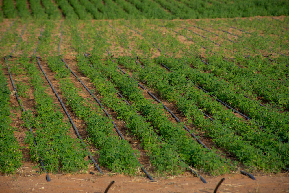 Close up of camel feed on a desert Farm contrast with green crops the desert sand in the United Arab Emirates (UAE).