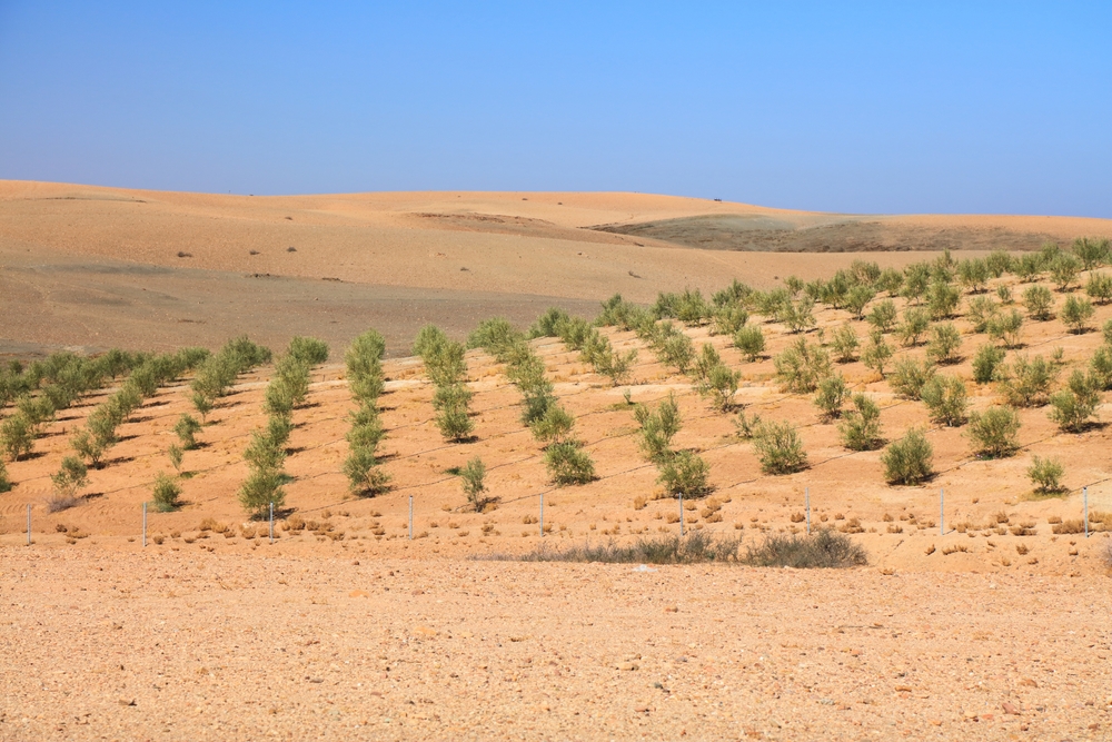 Agafay desert landscape near Marrakech, Morocco. Irrigated olive tree farm in the desert.