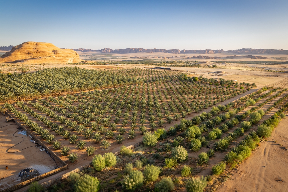 Middle East, Saudi Arabia, Medina, Al-Ula. Date palm farm in the Saudi Arabian desert, seen from a hot air balloon.