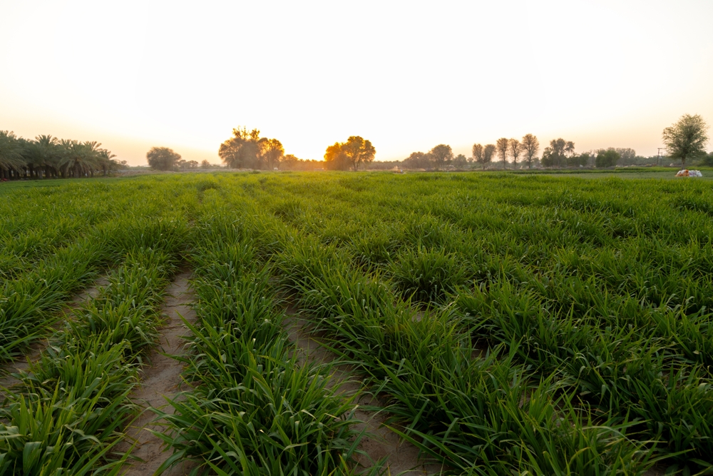 Beautiful farm and greenry from the deserts of Ras Al Khaimah