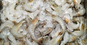 raw shrimp on ice