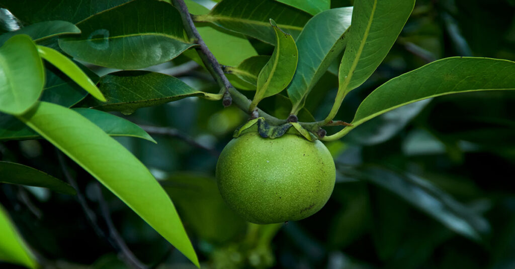 The Most Toxic Tree in the World Is Found in America, and Its 12,000x More Lethal Than a Rattlesnake - Featured image