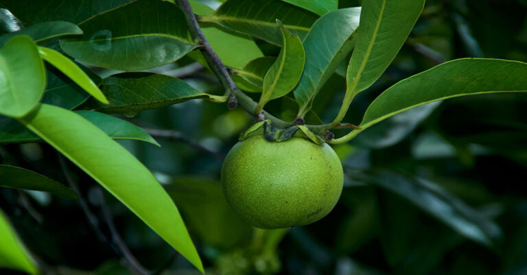 The Most Toxic Tree in the World Is Found in America, and Its 12,000x More Lethal Than a Rattlesnake - Featured image