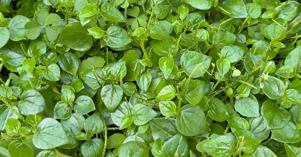 The Healthiest Vegetable In The World is This, According To Experts - Featured image