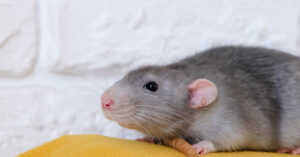 rat
