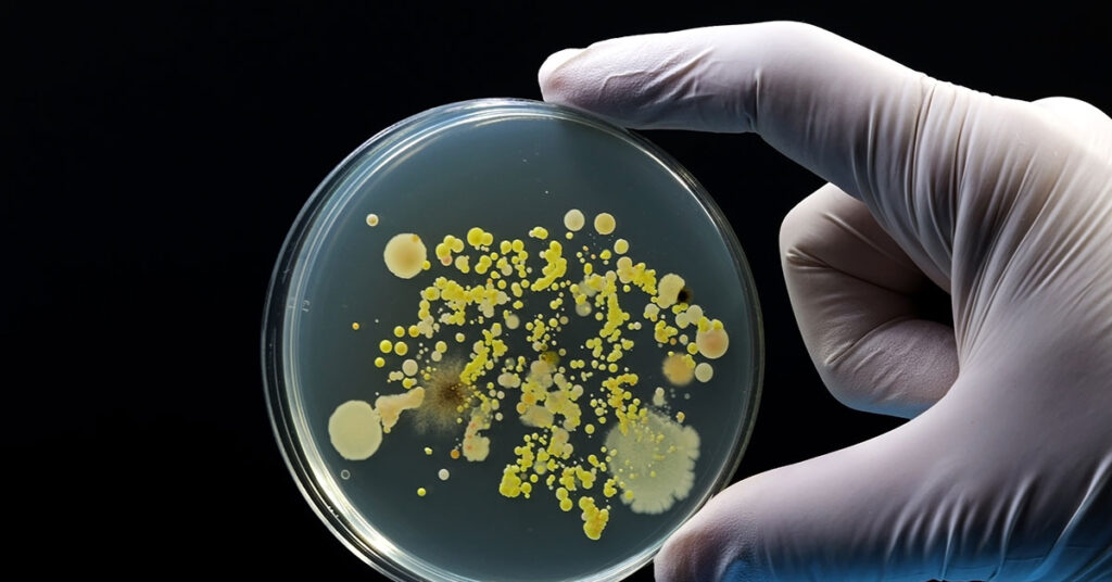 Cheese Sold at Market Basket, Aldi, and More Recalled Due to Listeria Contamination - Featured image