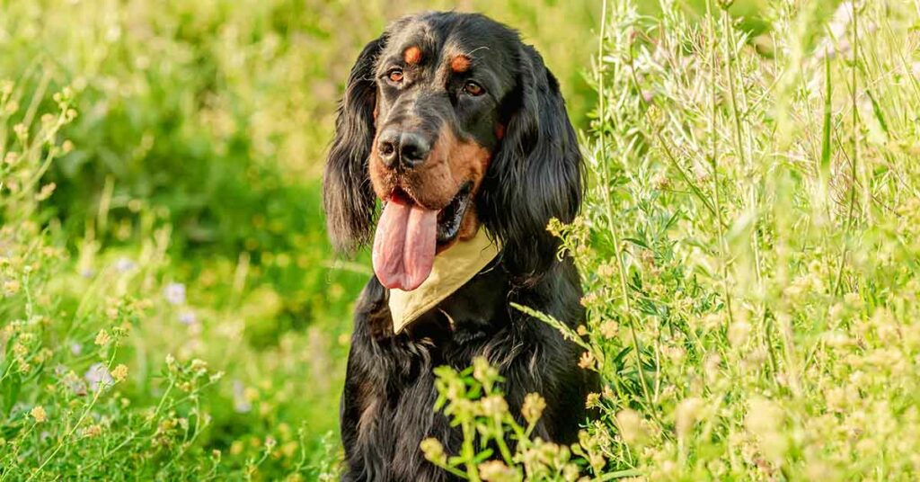 These K9s Are On The List of The Smartest Dog Breeds - Featured image