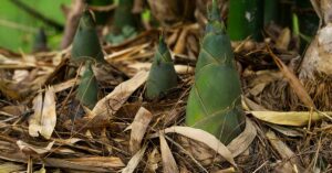From Food to Medicine and Shelter - It’s One of The Most Versatile Plants in the World Close up of Bamboo beginning to grow from the ground