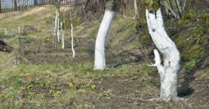 Why Are Some Trees Painted White? image