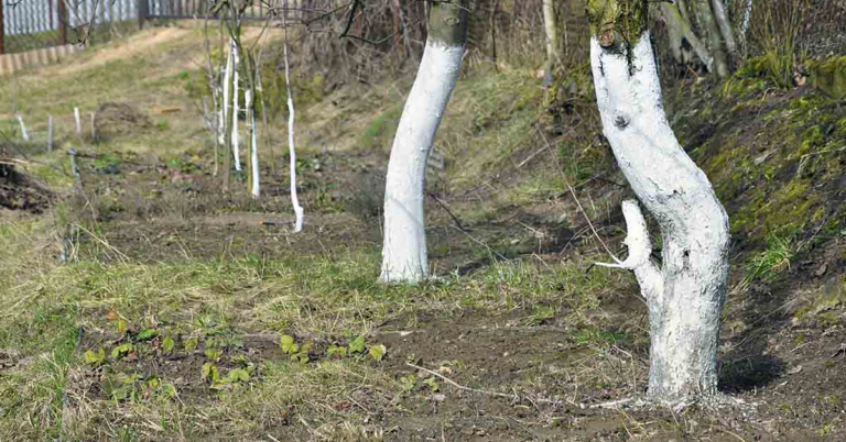 Why Are Some Trees Painted White? - Featured image