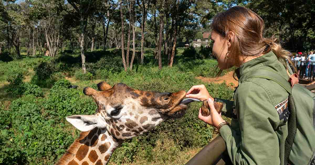 woman feeding a Giraffe