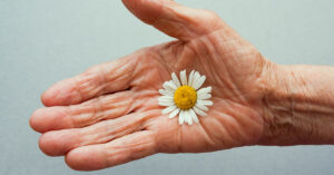 daisy in palm of elderly persons hand