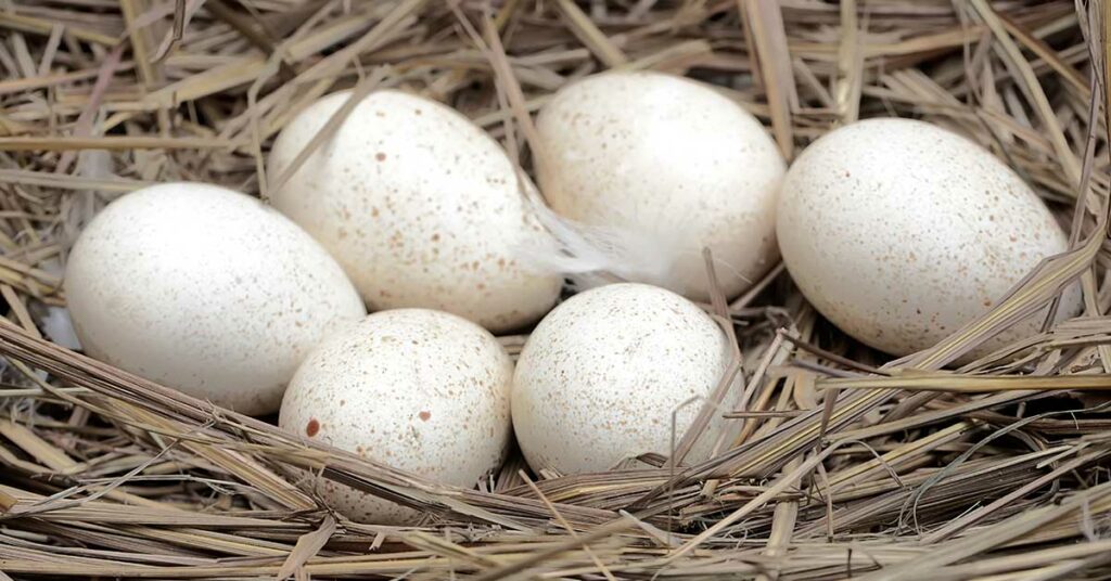 Why Don’t We Eat Turkey Eggs? - Featured image