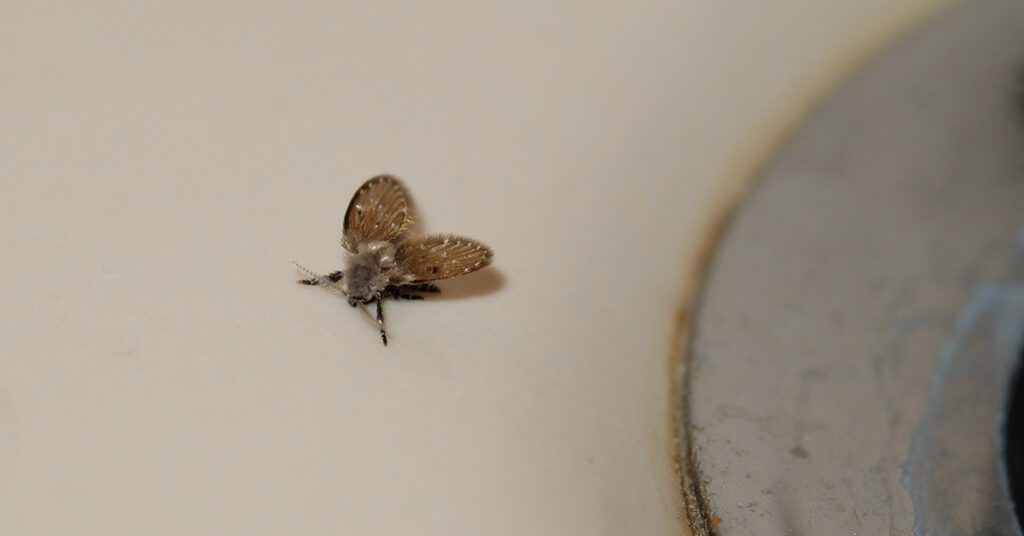 Mysterious Creatures Prompt Urgent Warning for Some UK Homeowners: Pour Boiling Water Down Drains - Featured image