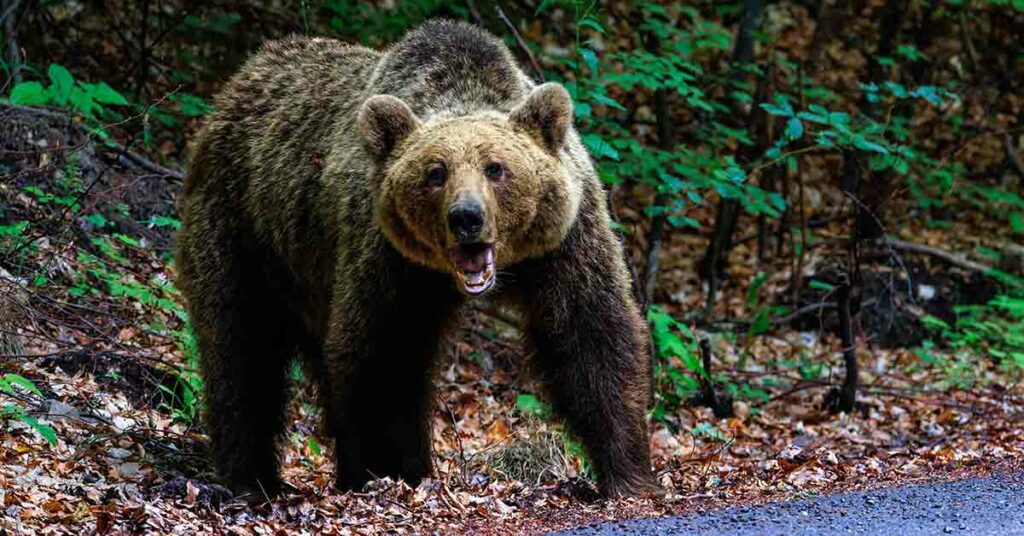 Chilling Last Words of Man Before Bear Attack That Killed Him and His Girlfriend - Featured image