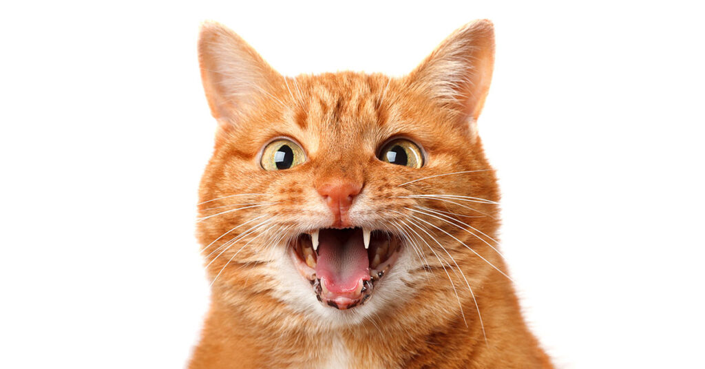 Pet Cat Fatally Scratches Man in Unbelievable Tragedy - Featured image