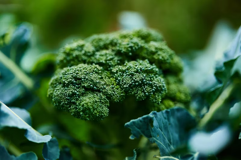 broccoli