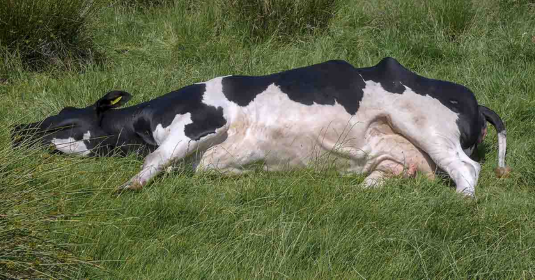 Farmer Discovers Dead Cows In One Big Pile After Finding Pasture Empty - Featured image